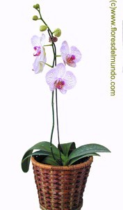 SKU 205 Vanda Lavender large plant