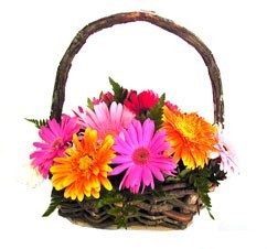 Gerberas-Daisy flowers on a hand made wood basket