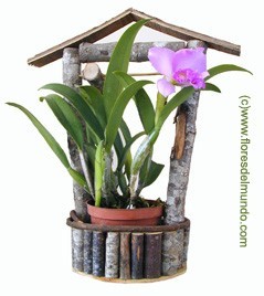 SKU 209 Cattleya special orchid plant