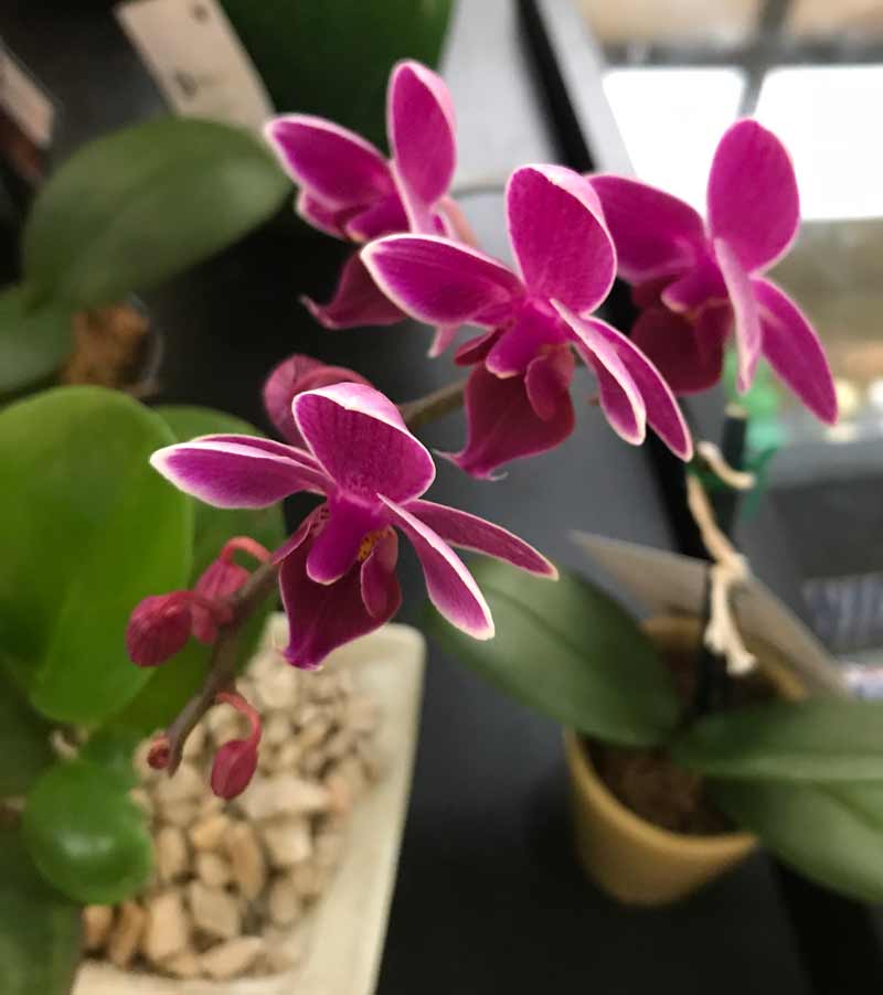 Miniature Orchid