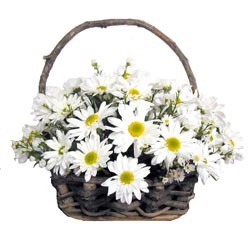 SKU 79 Daisy Basket -Margaritas 2 docen in hand made wood basket-